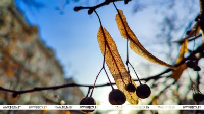 La naturaleza se prepara para la floración primaveral 