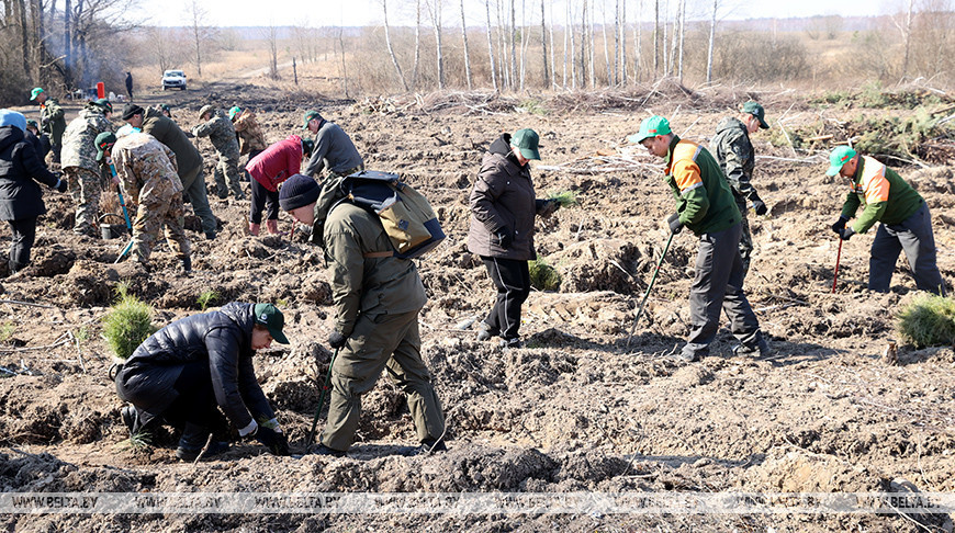 La acción “Dar una nueva vida al bosque” en la región de Zhlobin 