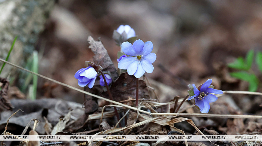 Las prímulas comienzan a florecer en los bosques de Belarús 