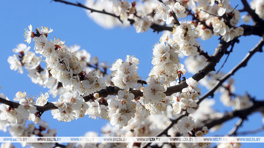 En el sur del país comienzan a florecer los cerezos 