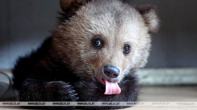 El personal del Zoo de Vítebsk
está recriando a una osita encontrada al borde de la carretera 