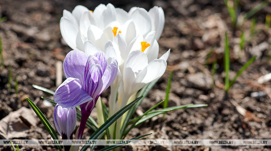 Los primeros crocos se
abrieron en Vítebsk 