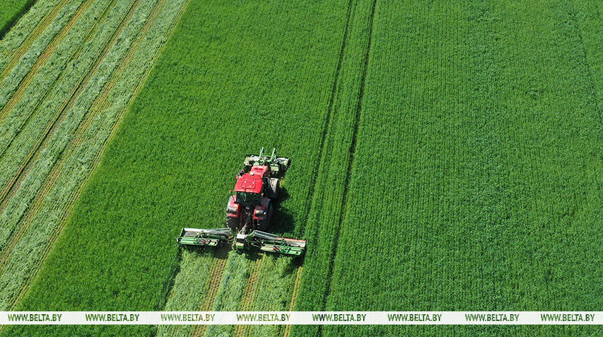  La primera siega de hierba en la provincia de Grodno
 