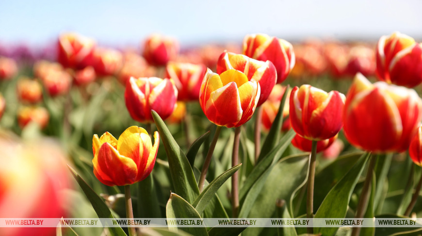 Plantaciones de tulipanes en la provincia de Brest 