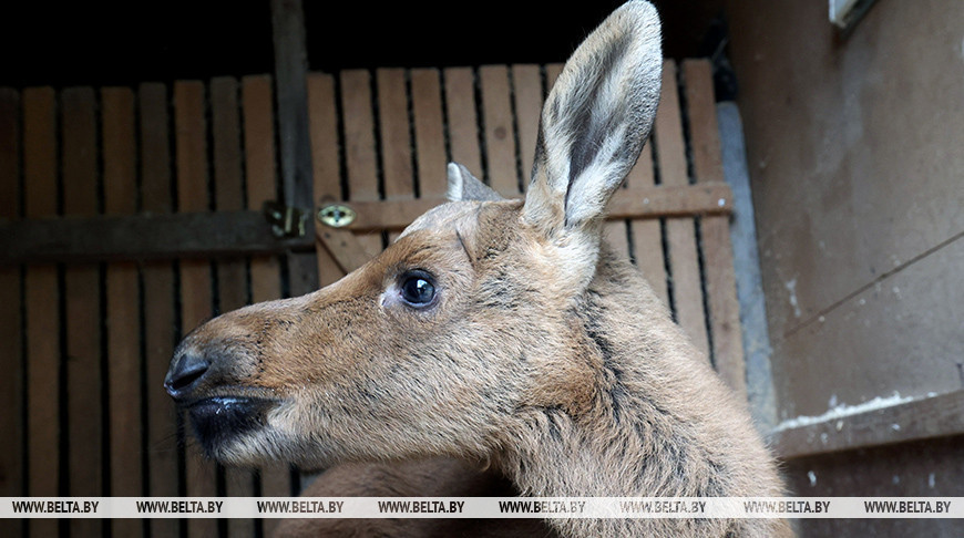El Zoo de Vítebsk cuida de los pequeños ciervo y alce
encontrados en los bosques 