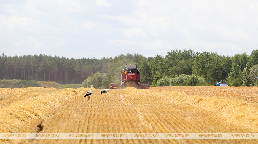 La provincia de Brest comienza la cosecha 