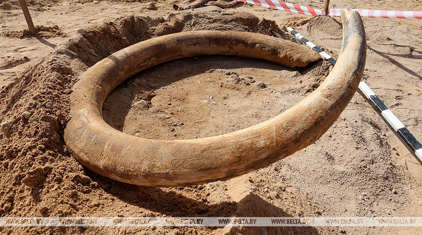 Encontrado en la región de Vítebsk un colmillo de mamut  