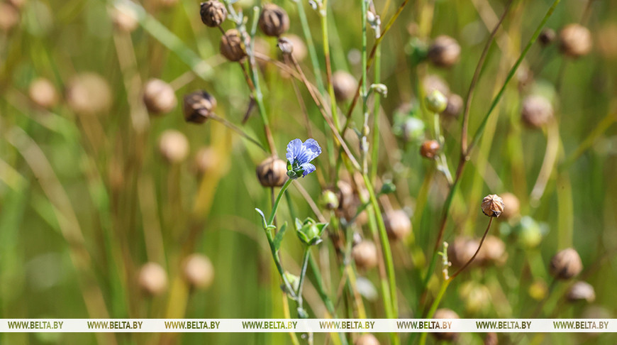 La cosecha de lino en la región
de Moguiliov 