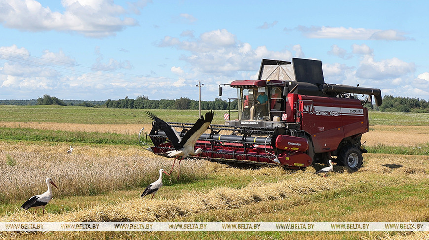 Sigue la recolección de cereales