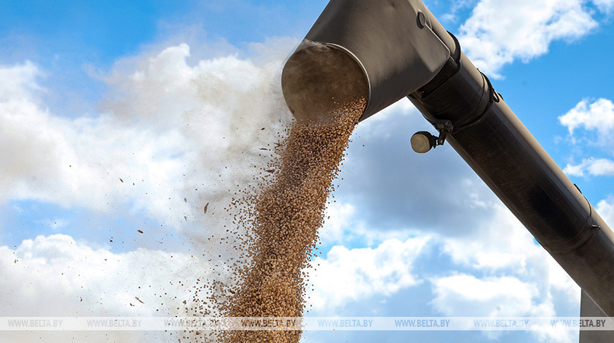 La cosecha de guisantes en la
región de Shklov 