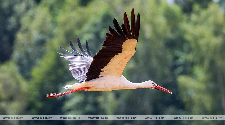 Las cigüeñas empezaron a prepararse para volar hacia sus invernaderos