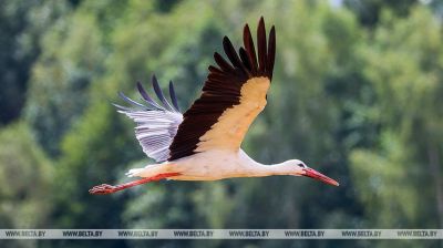Las cigüeñas empezaron a prepararse para volar hacia sus invernaderos