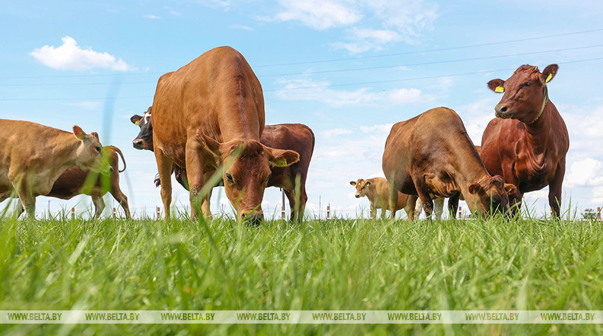 Razas raras y enfoque moderno. La ganadería en la región de Uzdá