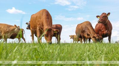 Razas raras y enfoque moderno. La ganadería en la región de Uzdá