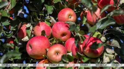 En la región de Grodno se cosecha la manzana
