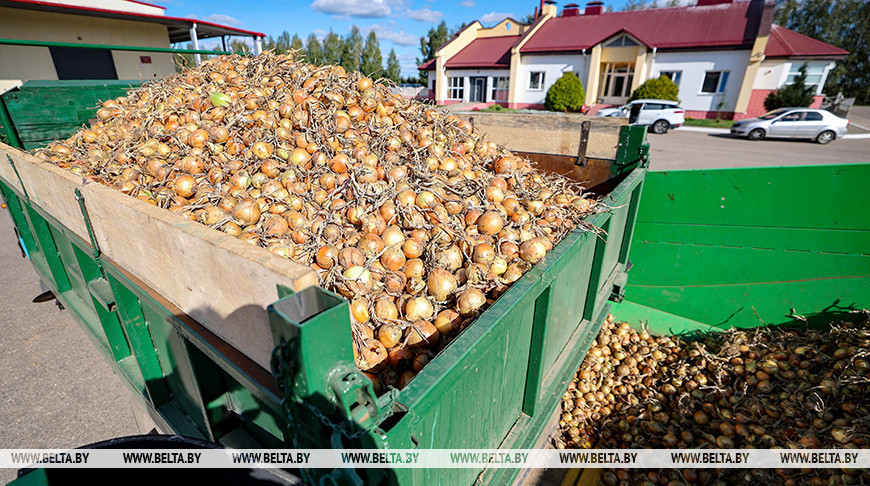 La cosecha de cebolla en la región de Schuchin 
