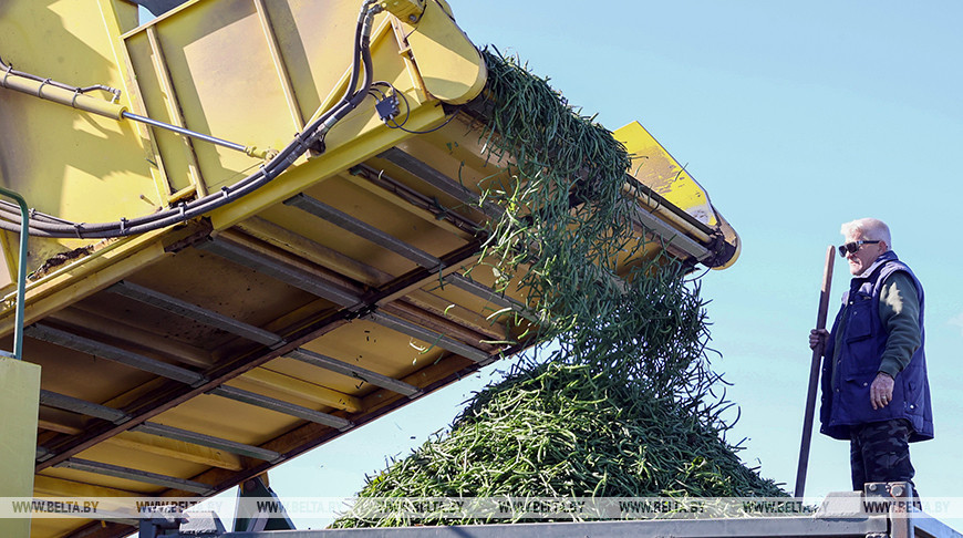 La región de Gómel cosechando espárrago 