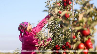 Cultivo de manzanas en la provincia de Brest 