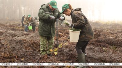 En Belarús, durante la campaña "Dar una nueva vida al bosque", se planea plantar 21 millones de árboles