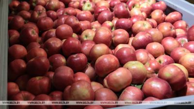 En Minsk, se han depositado 43 mil toneladas de verduras y manzanas en los fondos de estabilización 