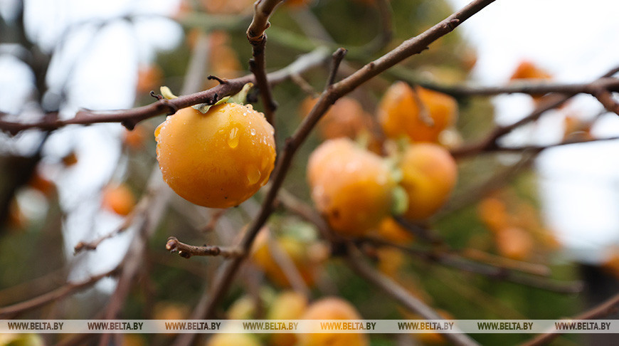 En Belarús ha madurado el caqui