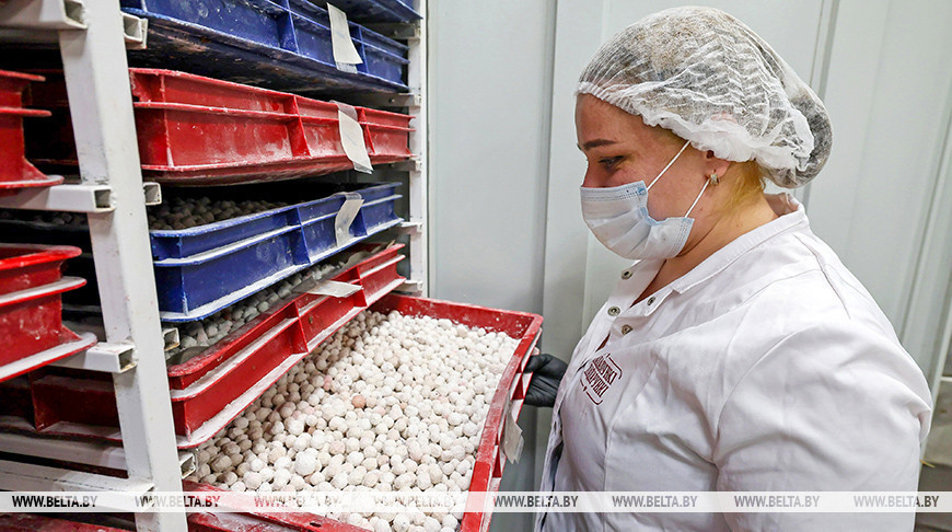 La producción de arándano rojo en polvo de azúcar 