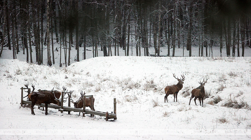 En las granjas cinegéticas de la provincia de Grodno se alimenta a los animales salvajes