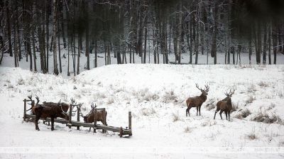 En las granjas cinegéticas de la provincia de Grodno se alimenta a los animales salvajes