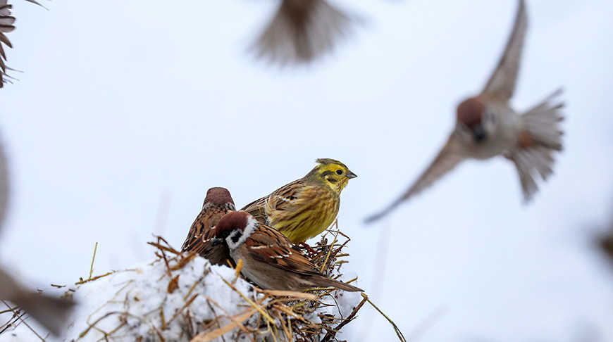 Un día invernal en la región de Dókshitsy 