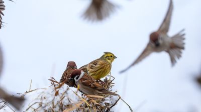 Un día invernal en la región de Dókshitsy 