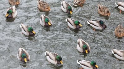 Patos en los embalses de Moguiliov 
