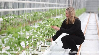 En una planta de vegetales de Grodno cuidan los plantones y los preparan para la siembra