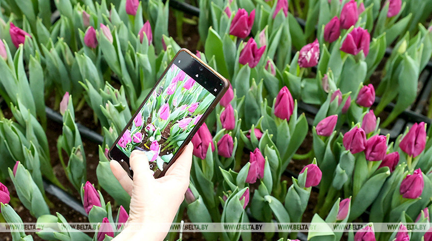 Tulipanes del vivero forestal experimental de Gómel