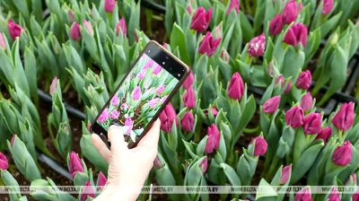 Tulipanes del vivero forestal experimental de Gómel