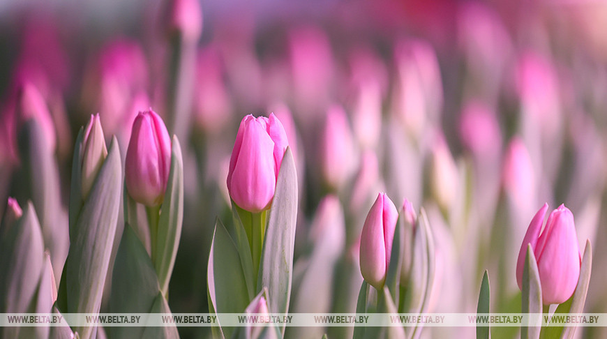 Grodno se prepara para el 8 de Marzo 