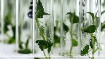  Nuevas variedades de patatas se cultivan en el Instituto Zonal de Agricultura de Vítebsk
 