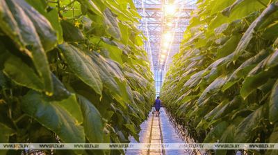  La región de Kírov ha comenzado la recolección de la primera cosecha de pepinos de invernadero de este año
 