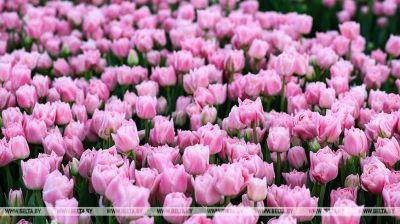 Un joven agricultor de Droguichin cultiva anualmente unos 500 mil tulipanes  
