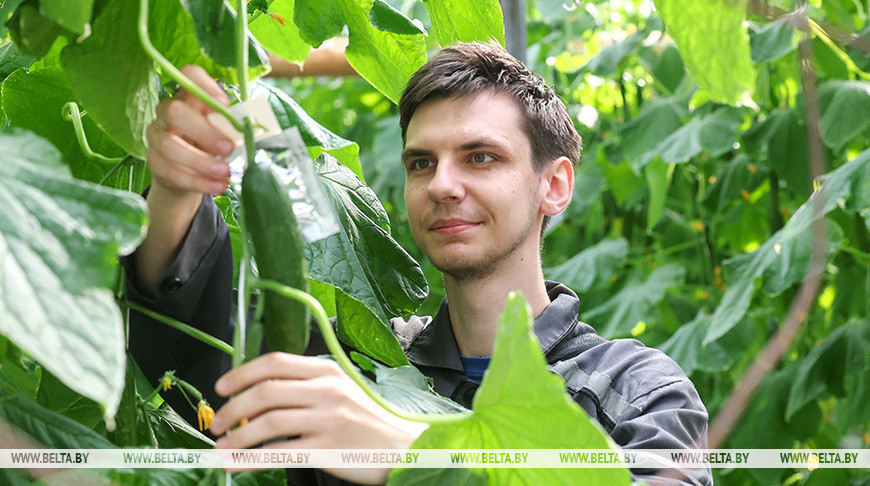  Los invernaderos de una fábrica de hortalizas de Grodno
 