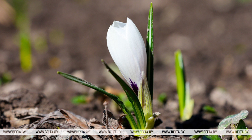 Los primeros crocos en Minsk 
