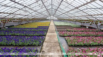 En Brest se plantará un millón de plantas de florecimiento 