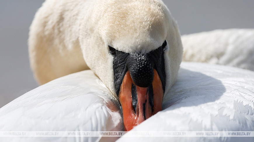  Cisnes blancos en el embalse de Drozdy
 
  
 