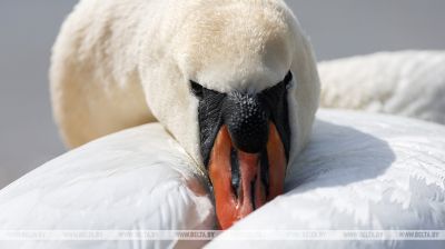  Cisnes blancos en el embalse de Drozdy
 
  
 