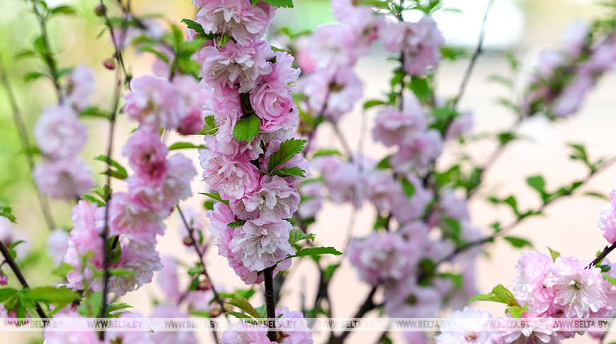Almendro florece en Vítebsk