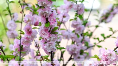 Almendro florece en Vítebsk