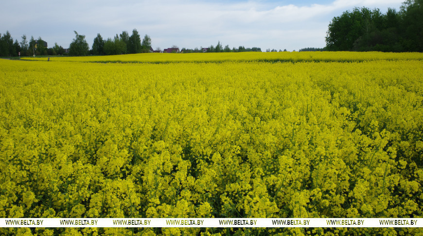 La floración de la colza en la región de Dzerzhinsk