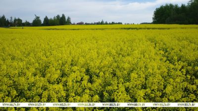 La floración de la colza en la región de Dzerzhinsk