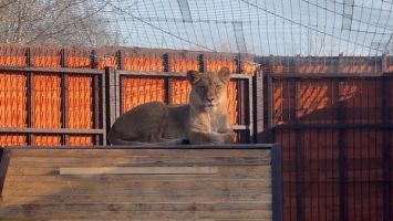 Kiara y Sherján en el Zoo de Minsk